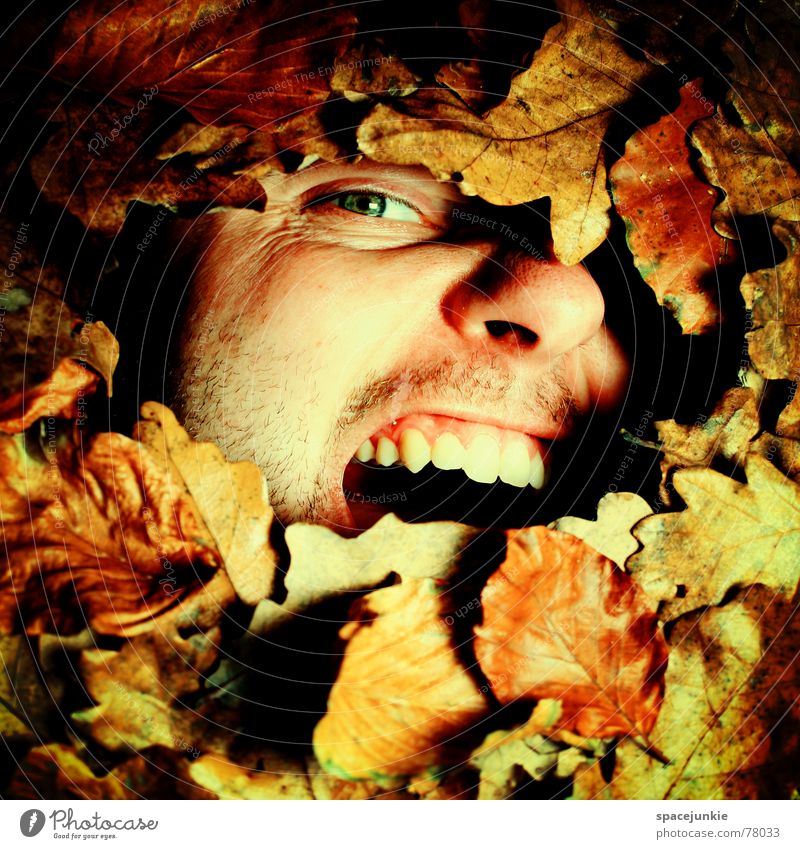 Ein herbstliches Schreibild Herbst Blatt schreien Mann beerdigen gefangen Freak Herbstlaub Jahreszeiten alt Gesicht Angst Natur mögen