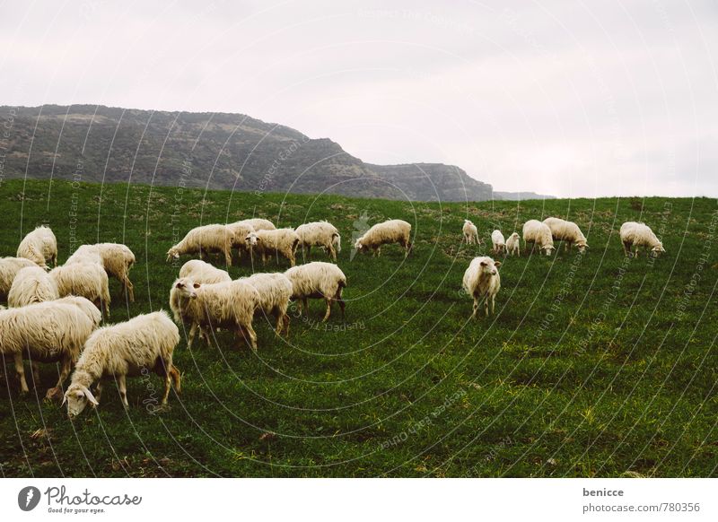 Schafe Schafherde Herde Italien Sardinien Winter Herbst Gras Wiese Natur Außenaufnahme Weide Europa Tier Wolle