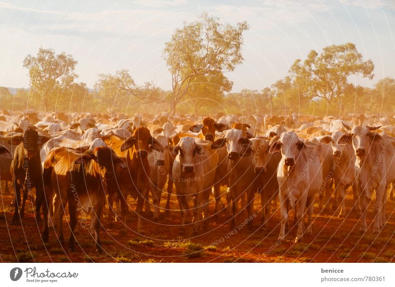 Cattle Australien Kuh Bauernhof Rind Außenaufnahme Bush West Australien Baum Tag Sonne Sonnenstrahlen Gegenlicht viele Fleisch