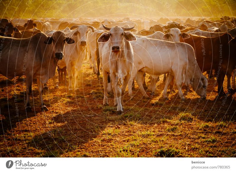 Cattle Australien Kuh Bauernhof Rind Außenaufnahme Bush West Australien Baum Tag Sonne Sonnenstrahlen Gegenlicht viele Fleisch Blick