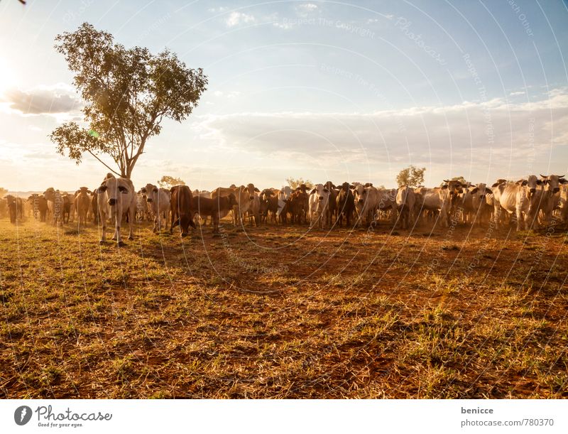 cattle Australien Kuh Bauernhof Großgrundbesitz Rind Außenaufnahme Bush West Australien Cattle Baum Tag Sonne Sonnenstrahlen Gegenlicht viele Fleisch