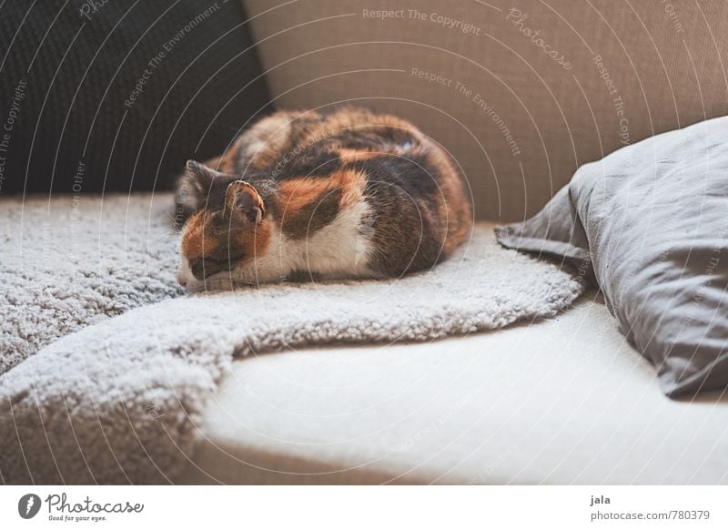 mittagsschlaf Häusliches Leben Wohnung Sofa Tier Haustier Katze 1 liegen schlafen Geborgenheit Farbfoto Innenaufnahme Menschenleer Tag Tierporträt