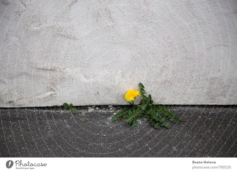 bodenständig | das ist der Löwenzahn Gesunde Ernährung Pflanze Dorf Mauer Wand Stein Blühend festhalten Armut authentisch einfach gelb grün weiß Kraft