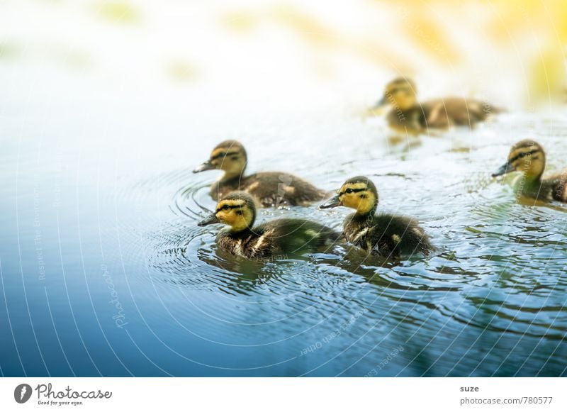 5 tierische Weichmacher Schwimmen & Baden Umwelt Natur Tier Wasser Wetter Teich See Wildtier Vogel Tiergruppe Tierjunges klein Neugier niedlich wild blau gelb