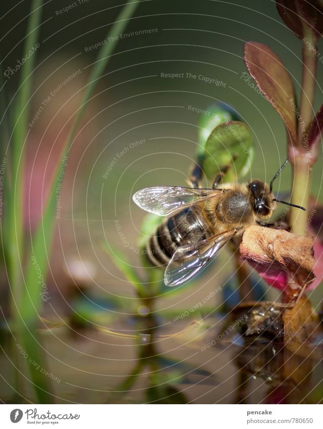 teichträume | pilotenbrille Erholung Meditation Sommer Natur Urelemente Wasser Pflanze Blatt Teich Biene 1 Tier fliegen Sonnenbrille Flügel Wasserpflanze