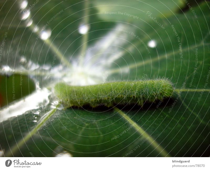 Die kleine Raupe Nimmersatt Blatt Schwimmbad Gefäße grün Photosynthese frisch Reflexion & Spiegelung caterpillar Wasser Wassertropfen drop Regen rain Linie