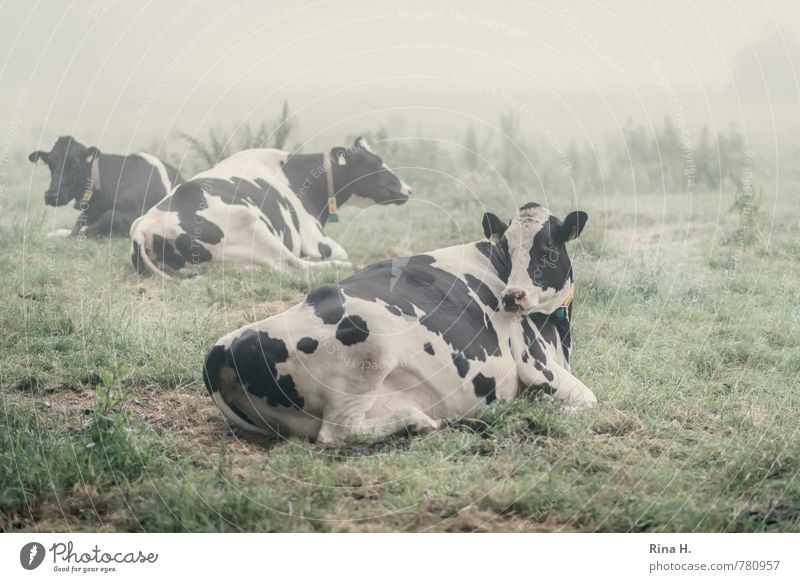SchlafLos Landschaft Sommer Nebel Wiese Nutztier Kuh 3 Tier liegen ruhen Morgen Landleben Farbfoto Außenaufnahme Menschenleer Morgendämmerung