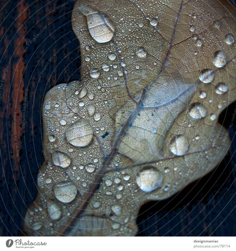 Nasskalt Blatt Holz Faser nass Reflexion & Spiegelung Tau schwarz feucht dunkel Schlagschatten Wassertropfen fließen tauen liquide Trauer Herbst grau braun