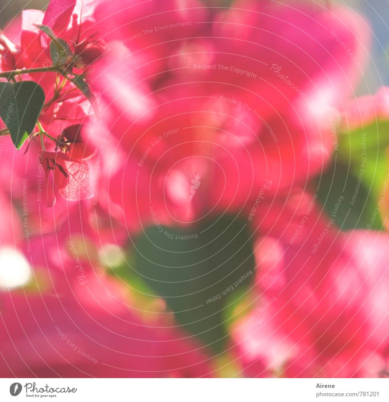 Blütenschwemme Pflanze Sommer Sträucher exotisch Bougainvillea Garten Blühend viele rosa Willensstärke Hemmungslosigkeit Farbe Wachstum üppig (Wuchs)