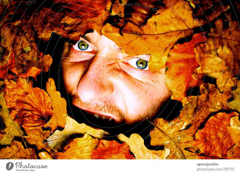 Ein herbstliches Schreibild (3) Herbst Blatt schreien Mann beerdigen gefangen Freak Herbstlaub Jahreszeiten alt Gesicht Angst Natur mögen