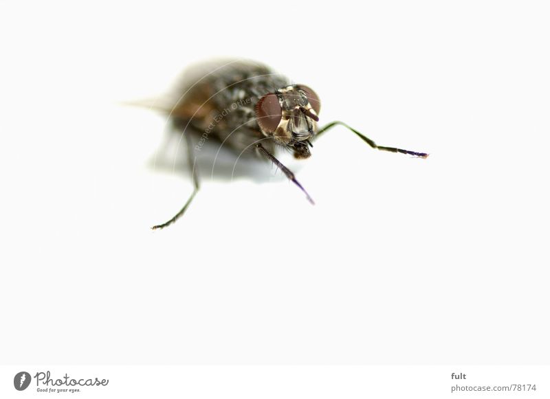 fliege Insekt Tier Fliege Biene Makroaufnahme Natur Beine sitzen warten