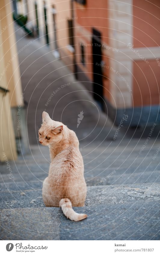 Lil' cat in da hood Italien Ligurien Dorf Haus Treppe Straße Tier Haustier Katze 1 Blick sitzen schön Wachsamkeit Gelassenheit ruhig Pastellton Farbfoto