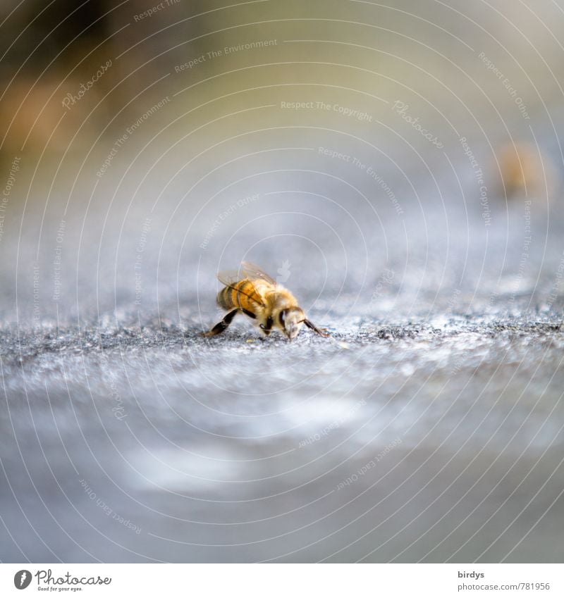 Biene 1 Tier Stein ästhetisch klein positiv Natur Farbfoto Außenaufnahme Menschenleer Textfreiraum oben Textfreiraum unten Tag Schwache Tiefenschärfe