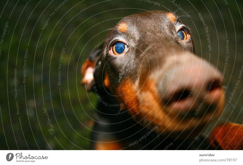 Ich will doch nur spielen Hund Tier Dobermann Treue braun dog animal Auge