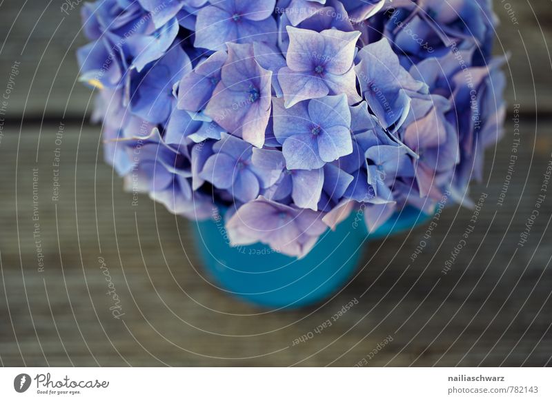 Hortensien Tasse Becher Stil Garten Tisch Blume Blüte Holz alt retro weich blau braun violett Glück Fröhlichkeit Frühlingsgefühle Sympathie Romantik Farbe