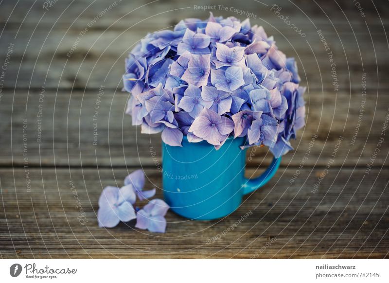 Hortensien Tasse Becher Stil Garten Tisch Blume Blüte Holz alt Blühend Duft schön natürlich retro blau braun violett Frühlingsgefühle Romantik Hydrangea