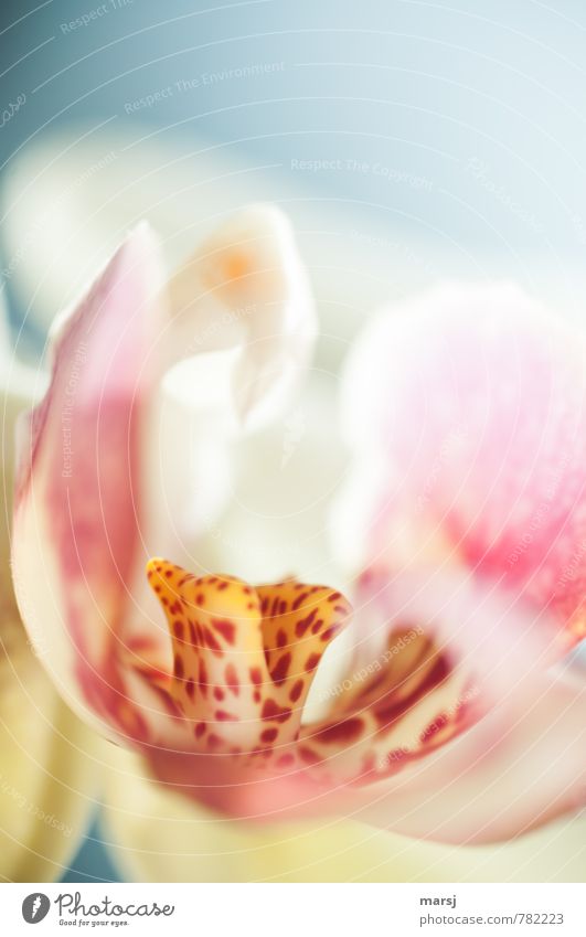 Punktemuster Natur Pflanze Blume Orchidee Blüte Topfpflanze exotisch Phalaenopsis Blühend leuchten ästhetisch außergewöhnlich authentisch einfach elegant schön
