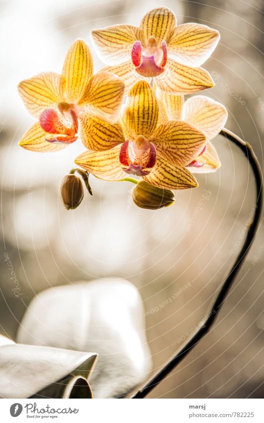 Die leuchten ja! Pflanze Baum Orchidee Blüte Blühend Farbfoto mehrfarbig Innenaufnahme Nahaufnahme Makroaufnahme Muster Menschenleer Textfreiraum unten