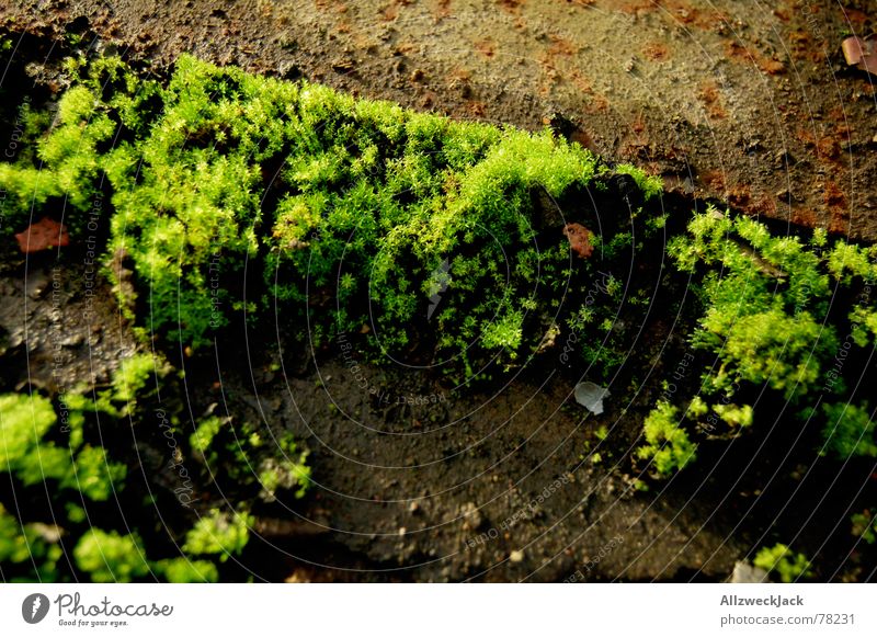 Mooswuchs grün Außenaufnahme Bodenbelag büschel Rost Stein Natur