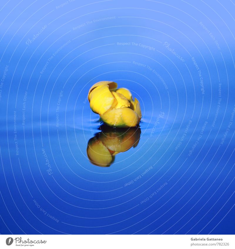 The Yellow Submarine Natur Pflanze blau gelb Blütenknospen Seerosen Wasser Wasseroberfläche Reflexion & Spiegelung Oberflächenspannung Gelassenheit still