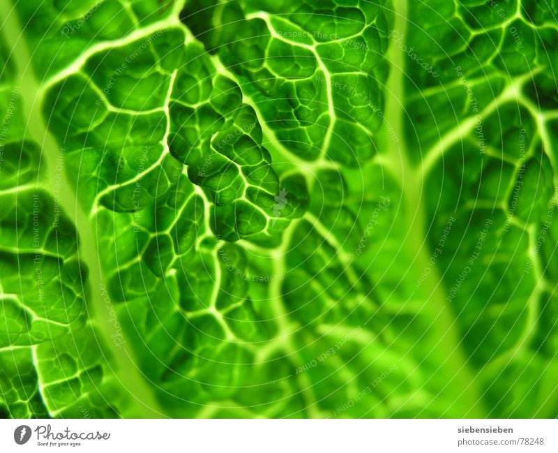 Fresh authentisch ökologisch rein Vitamin Composing Pflanze unverarbeitet Lebewesen Botanik Lebensmittel roh unbearbeitet Pflanzenteile Ernährung Lebenskraft