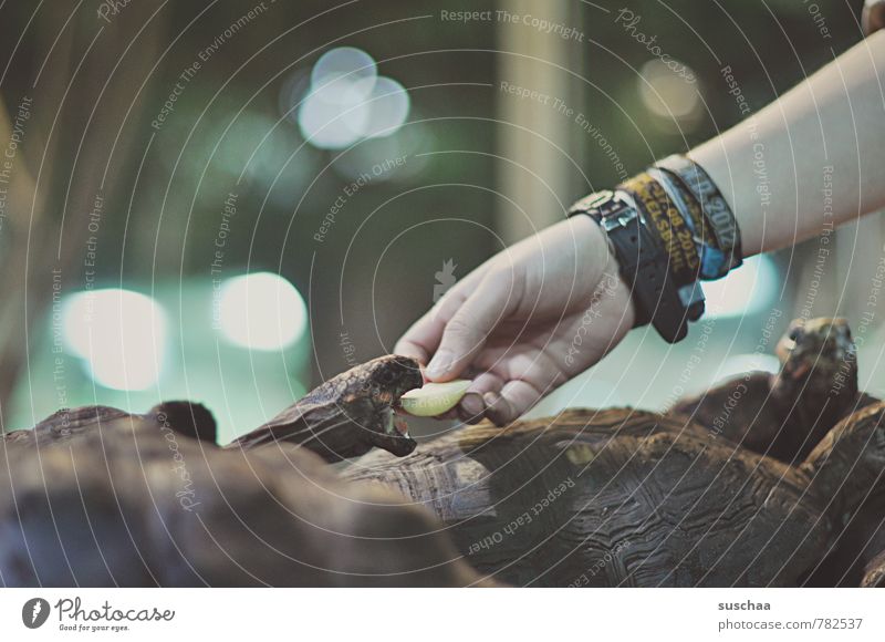 raubtierfütterung Arme Hand Finger Schuppen Zoo Tiergruppe Fressen füttern niedlich Appetit & Hunger gefräßig Maul Panzer Reptil Schildkröte Gedeckte Farben