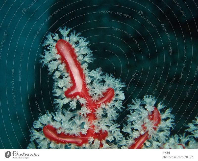 Koralle Unterwasseraufnahme tauchen Korallen Weichkoralle rot unter wasser koralle rot nahaufnahme Nahaufnahme Makroaufnahme