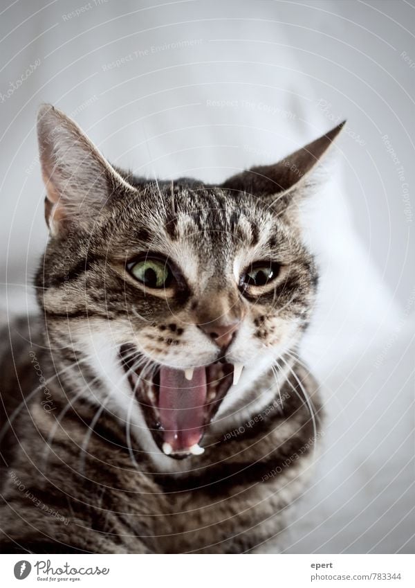 Wechselstrom/Gleichstrom Tier Haustier Katze 1 schreien Aggression lustig rebellisch verrückt wild bizarr Trieb Landraubtier Rachen Farbfoto Gedeckte Farben