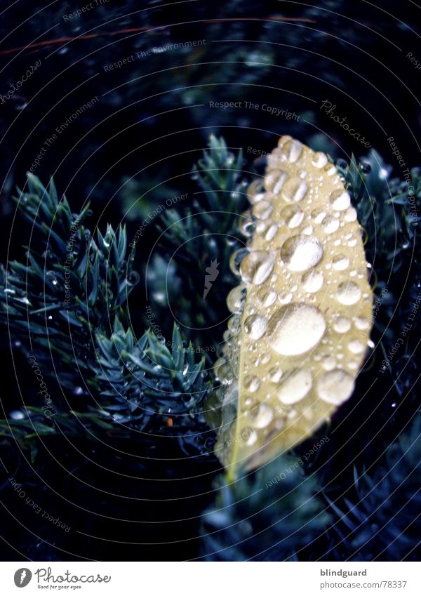 Melancholie Blatt Herbst Tanne Tannennadel nass feucht Sturm Herbstwind Tod Reflexion & Spiegelung dunkel braun beige Trauer trist pearl Wasser silber leaf