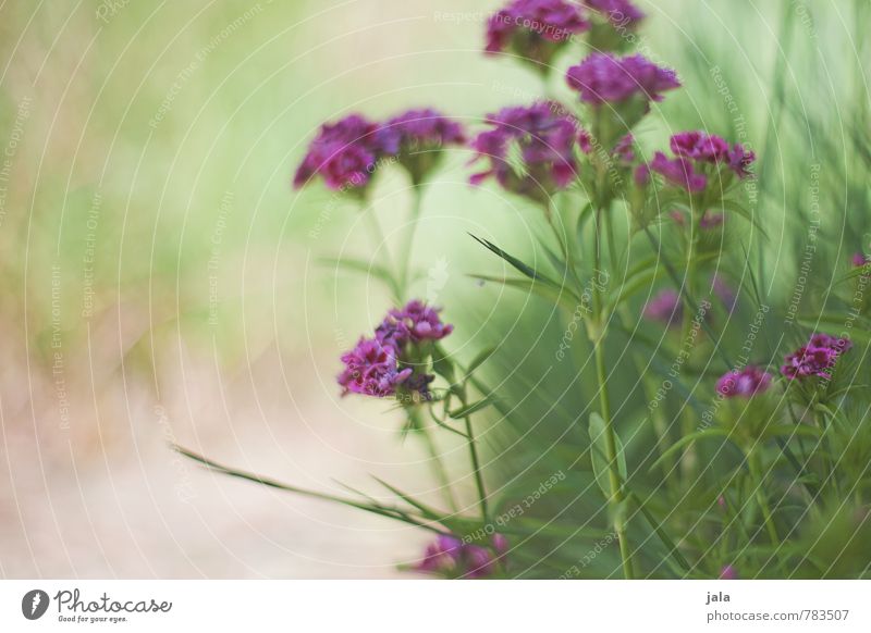 . Umwelt Natur Pflanze Blume Gras Blüte Garten ästhetisch schön Farbfoto Außenaufnahme Experiment Textfreiraum links Hintergrund neutral Tag