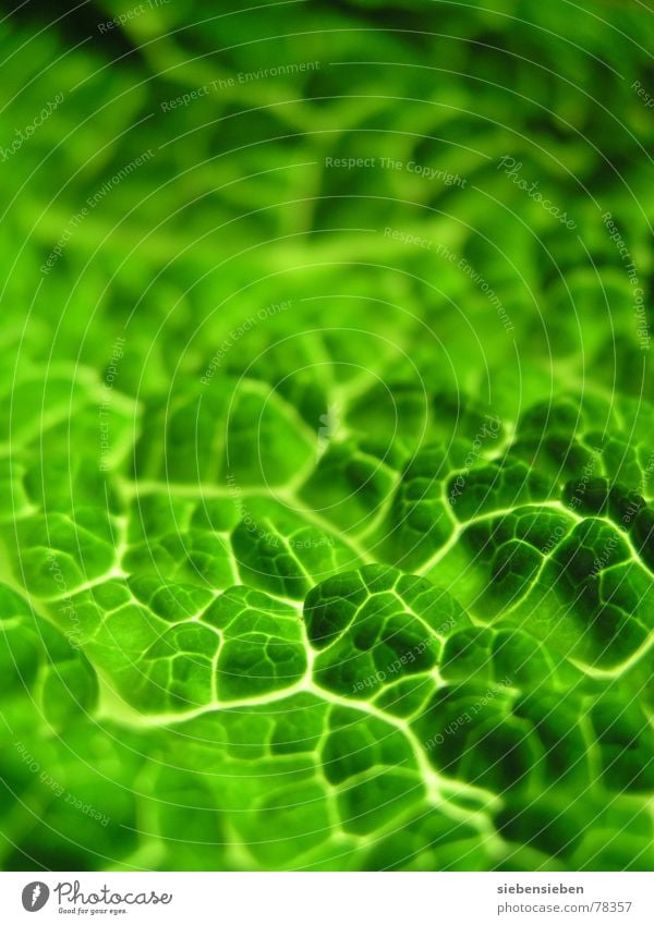 Grün frisch Makroaufnahme Nahaufnahme Hintergrundbild grün Pflanze mehrfarbig Unschärfe authentisch ökologisch rein Vitamin Composing Gemüse Strukturen & Formen