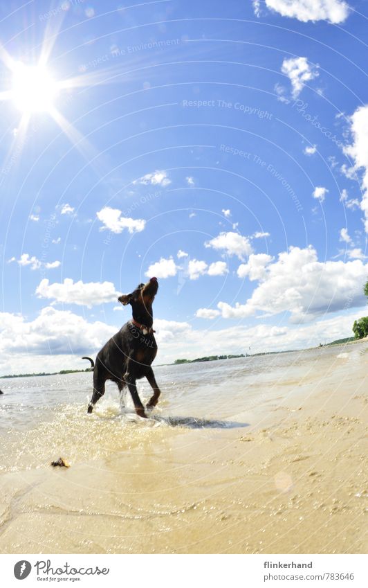 Sonnenfreude Natur Sand Himmel Wolken Sommer Schönes Wetter Wellen Flussufer Strand Tier Haustier Hund 1 leuchten rennen Spielen springen sportlich frech