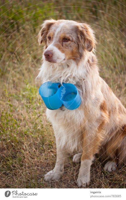 Kaffeebecherbringdienst Wiese Tier Haustier Nutztier Hund Australian shepherd dressieren 1 beobachten hocken Blick außergewöhnlich Freundlichkeit kuschlig blau