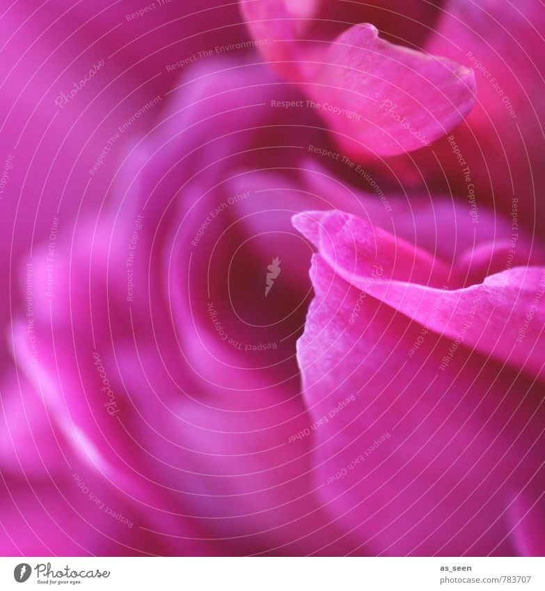 Pretty in pink elegant Stil Design schön Körperpflege Kosmetik Wellness Sinnesorgane ruhig Meditation Spa Garten Gartenarbeit Natur Pflanze Sommer Blume Rose