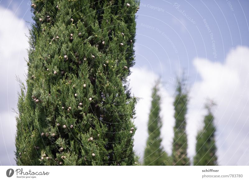 Silvio und die 3 Grazien Himmel Wolken Schönes Wetter Pflanze Baum Sträucher Grünpflanze grün Toskana Menschengruppe Gruppenzwang mehrere Gruppenfoto 4 Zypresse