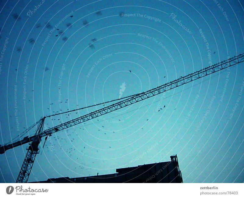 Palast der Republik (alt.) Blauer Himmel Baukran Silhouette Baustelle Vogelschwarm Textfreiraum oben Bildausschnitt Anschnitt Detailaufnahme aufwärts