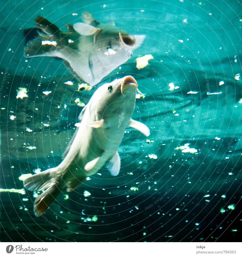 Fischsuppe Ernährung Wasser Teich Tier Wildtier Aquarium Karpfen 1 füttern Blick Schwimmen & Baden tauchen dreckig Ekel blau türkis Völlerei gefräßig