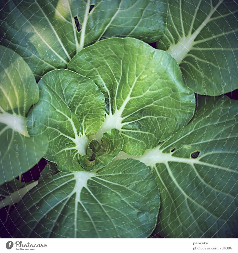 bodenständig | kraut und rüben Gemüse Salat Salatbeilage Natur Urelemente Erde Sommer Nutzpflanze Garten Zeichen frisch Gesundheit nah saftig grün Kohl krautig