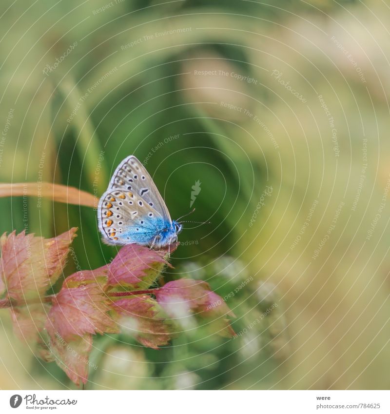 So blau Natur Tier Wiese Feld Schmetterling 1 fliegen elegant schön wild Bläulinge Hauhechelbläuling Insekt animals butterfly insects Farbfoto Außenaufnahme Tag