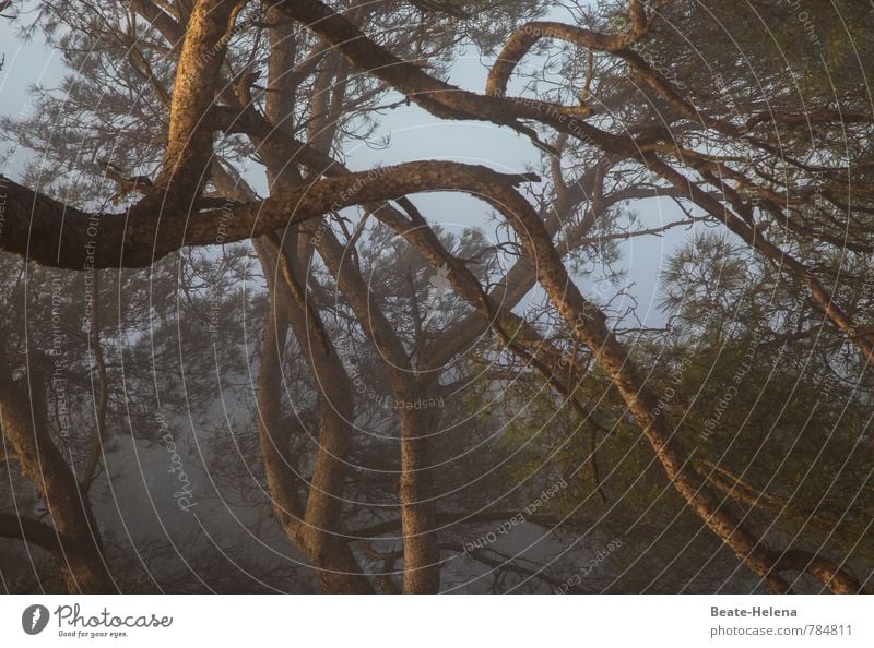 Beziehungsgeflecht Landwirtschaft Forstwirtschaft Natur Sonnenlicht Sommer Baum Mallorca ästhetisch Sauberkeit blau braun Abenteuer Beginn Netzwerk verwickelt