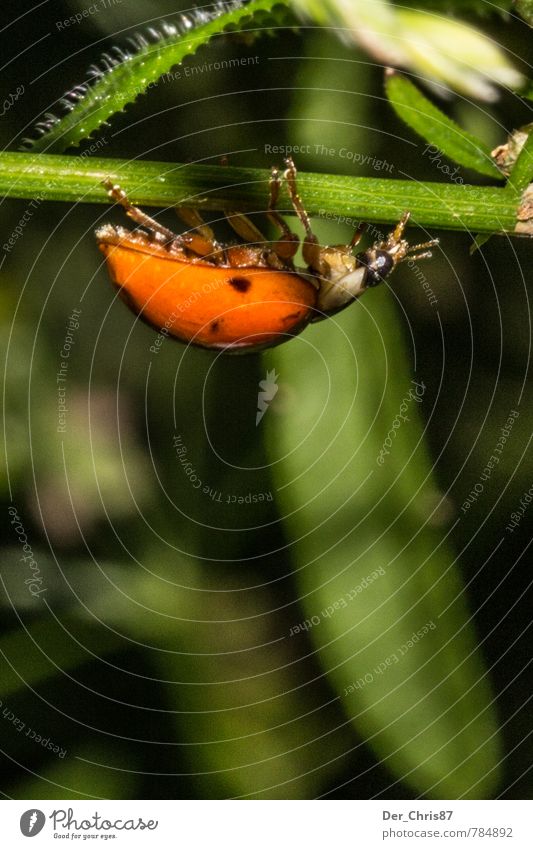 Marienkäfer steht Kopf Tier Wildtier Käfer 1 hängen laufen ästhetisch sportlich außergewöhnlich elegant niedlich grün orange Frühlingsgefühle Coolness