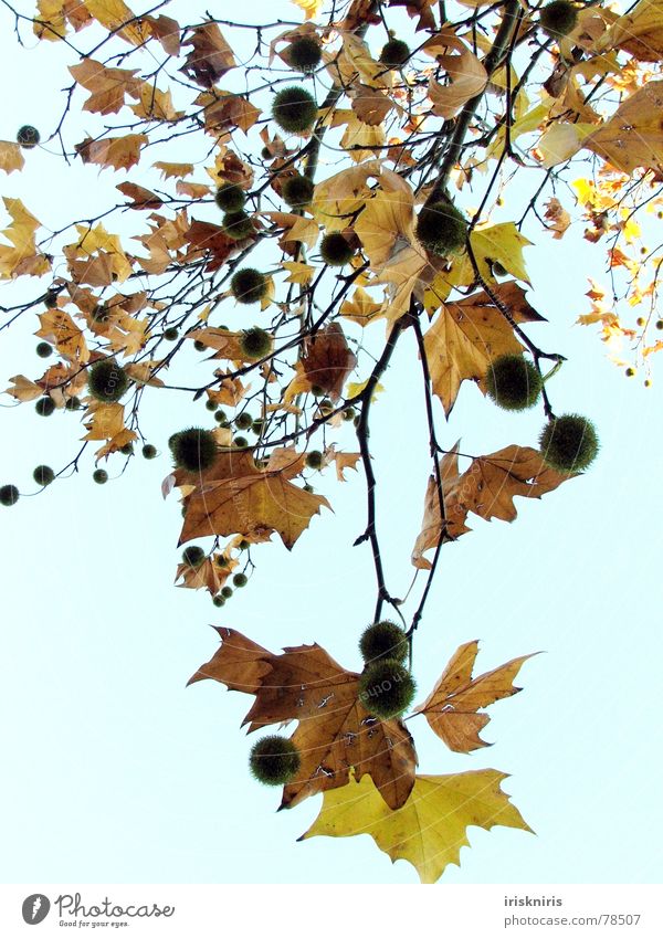 Herbstlocken Natur Blatt Momentaufnahme Schutzdach Baum kalt trocken ruhig Vergänglichkeit Jahreszeiten Herbstbeginn Kastanienbaum gold fallen tree Ast Himmel