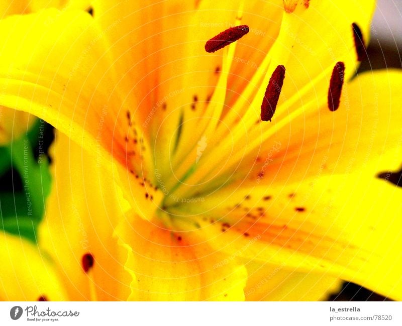 Blüte beschwingt Farbgestaltung Leben wirklich Lebenslauf Stempel geschniegelt Lilien Blume gelb rot schön Freundlichkeit mehrfarbig Sommerblumen purpur Eigelb