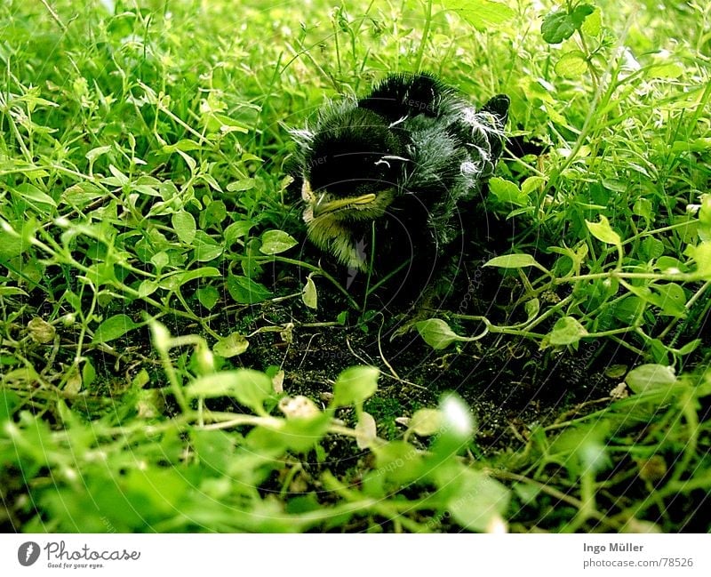 wo ist mein Nest? verloren Vogel Tier Suche grün Frühling kücken Bodenbelag