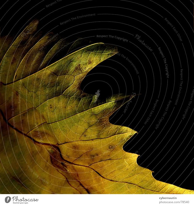 Herbstfarben Blatt mehrfarbig Makroaufnahme Nahaufnahme abstraktion blattstruktur Farbe Detailaufnahme