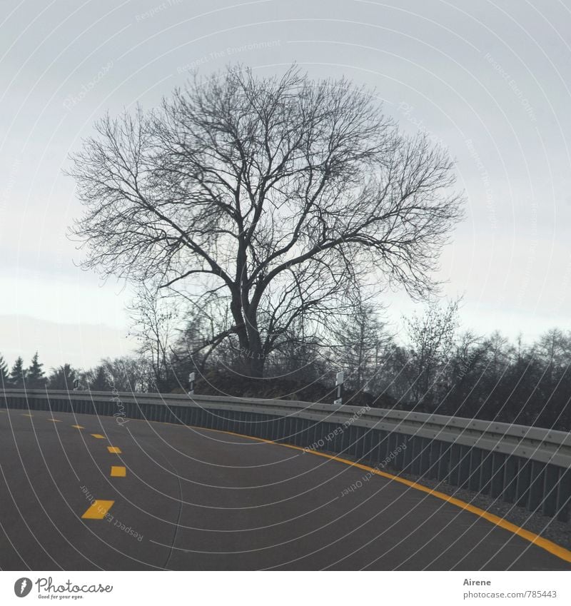 bodenständig | knapp vorbei Winter Pflanze Baum Zweige u. Äste Straße Autobahn Fahrbahnmarkierung Leitplanke Kurve Linie Streifen dunkel kalt trist gelb grau