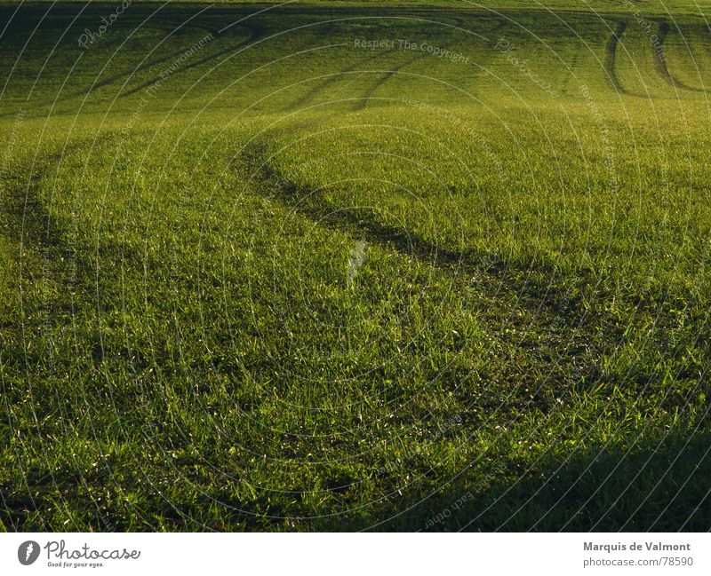 Grüne Spuren im Gras Wiese grün Feld Wellen Sonnenlicht sonnentiefstand wenn der bauer besoffen war Schatten