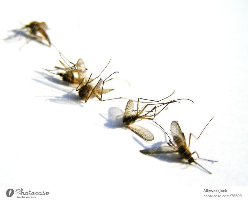 5 auf einen Streich Stechmücke Insekt Schnake Schädlinge Leiche stechen ohnmächtig Sommer Vieh ruhen Erholung rumliegen betäuben leichen... stecher viehzeug
