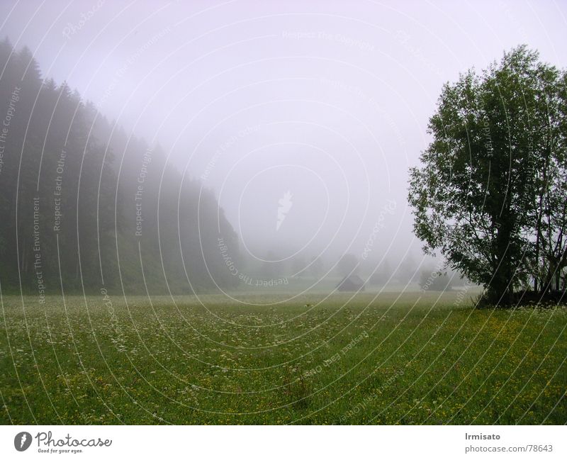 Sommermorgen Morgen Nebel Wiese Baum klachau kulmerweg Landschaft Natur