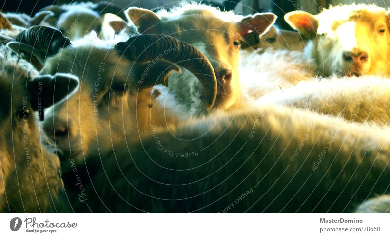 ausdrucken, zählen, einschlafen ländlich Schaf Wolle Bauernhof Schnauze Tier Säugetier sheep sheeps Horn Auge Ohr Amerika